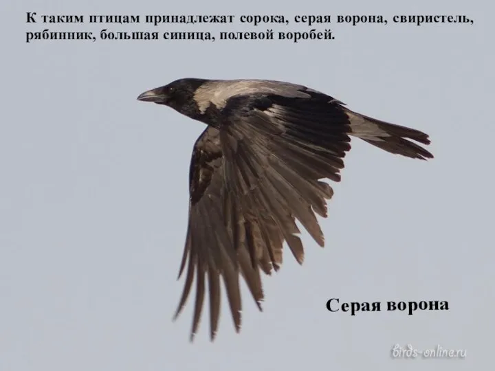 Серая ворона К таким птицам принадлежат сорока, серая ворона, свиристель, рябинник, большая синица, полевой воробей.