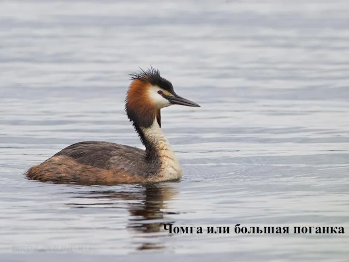 Чомга или большая поганка