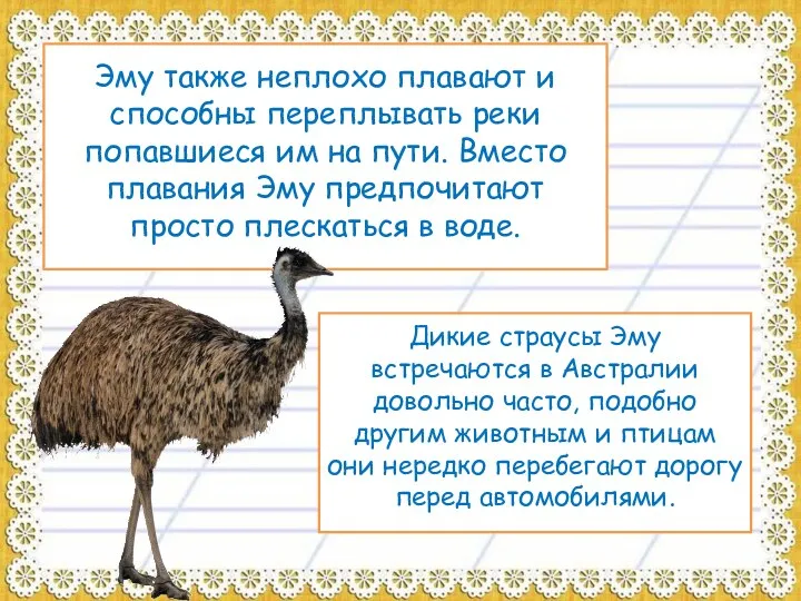 Эму также неплохо плавают и способны переплывать реки попавшиеся им на пути. Вместо