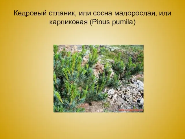 Кедровый стланик, или сосна малорослая, или карликовая (Pinus pumila)