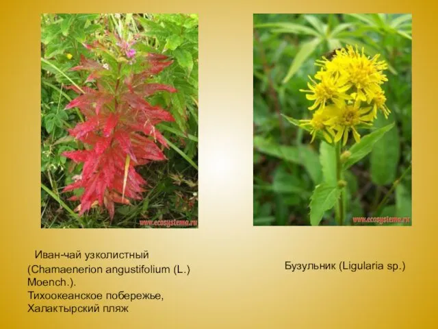 Иван-чай узколистный (Chamaenerion angustifolium (L.) Moench.). Тихоокеанское побережье, Халактырский пляж Бузульник (Ligularia sp.)