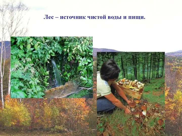 Лес – источник чистой воды и пищи.