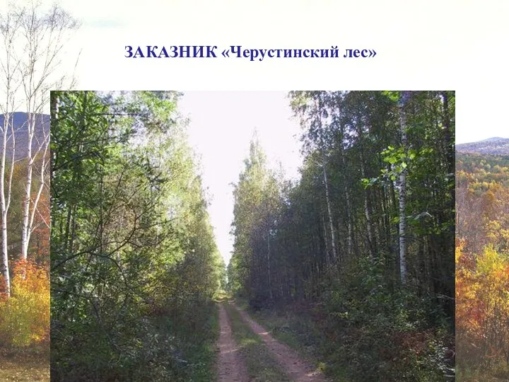 ЗАКАЗНИК «Черустинский лес»