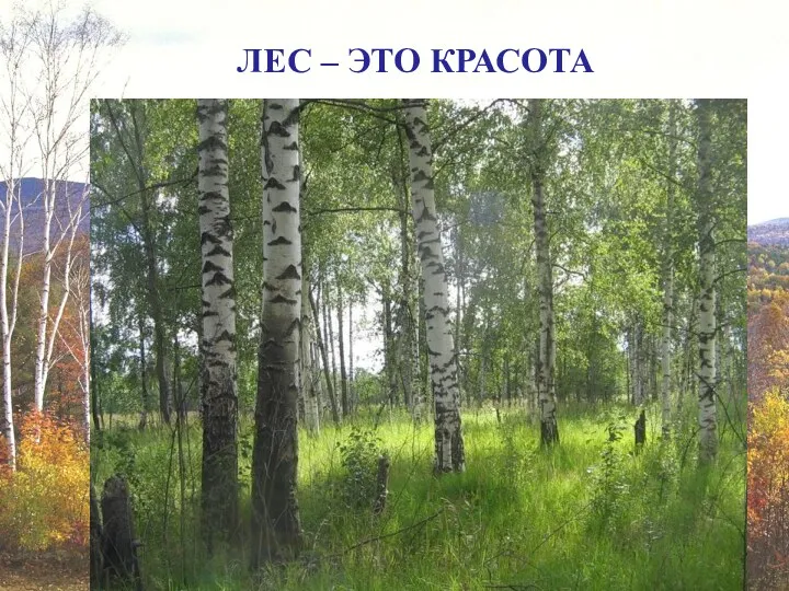 ЛЕС – ЭТО КРАСОТА