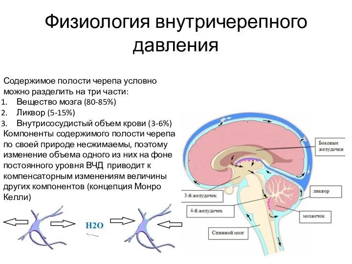 Физиология внутричерепного давления Содержимое полости черепа условно можно разделить на три части: Вещество