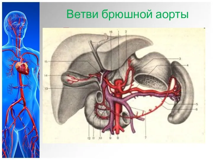 Ветви брюшной аорты Париетальные ветви: – Нижняя диафрагмальная артерия –