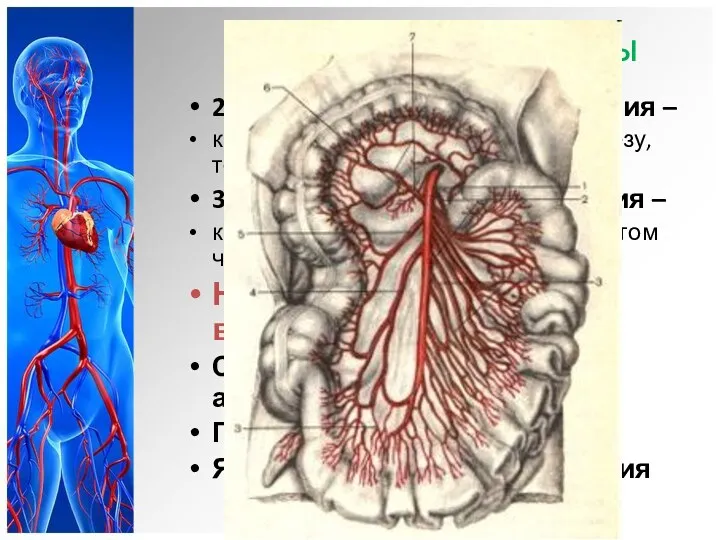 Ветви брюшной аорты 2. Верхняя брыжеечная артерия – кровоснабжает поджелудочную