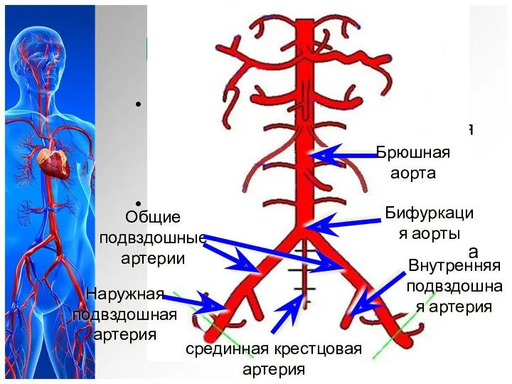 Ветви брюшной аорты Брюшная аорта на уровне IV поясничного позвонка