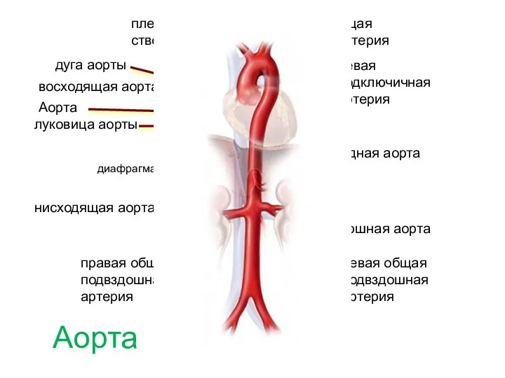 Аорта Аорта луковица аорты восходящая аорта дуга аорты плечеголовной ствол