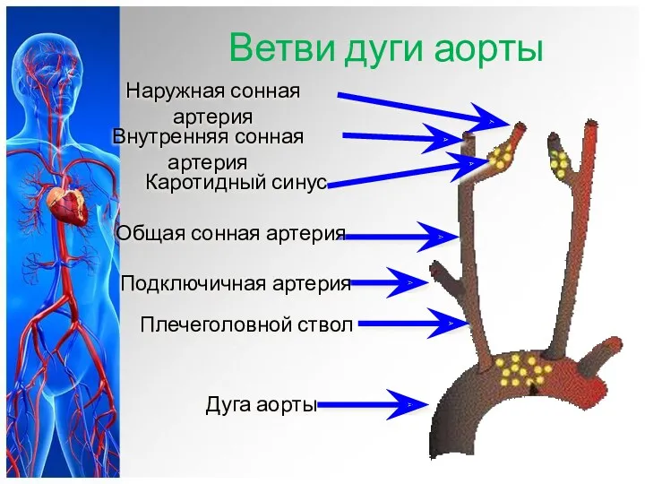Ветви дуги аорты Наружная сонная артерия Внутренняя сонная артерия Каротидный