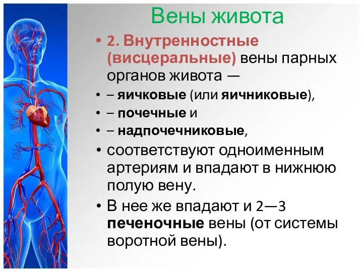 Вены живота 2. Внутренностные (висцеральные) вены парных органов живота —