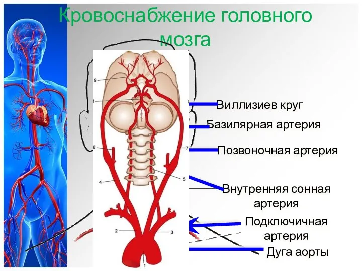 Кровоснабжение головного мозга Внутренняя сонная артерия Подключичная артерия Дуга аорты Виллизиев круг Позвоночная артерия Базилярная артерия