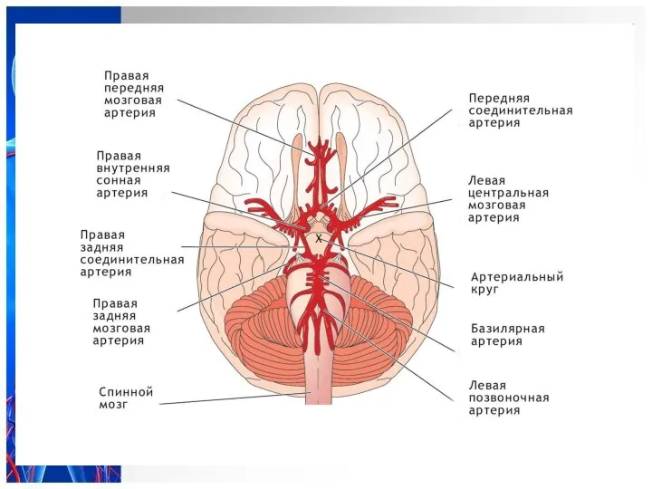 Вилллизиев круг Кровоснабжение головного мозга осуществляется тремя артериями: 1. Правая
