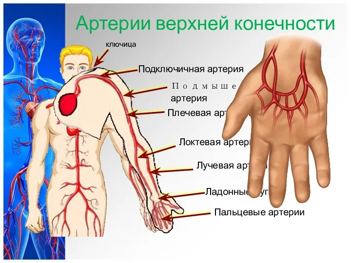 ключица Подключичная артерия Плечевая артерия Локтевая артерия Лучевая артерия Ладонные