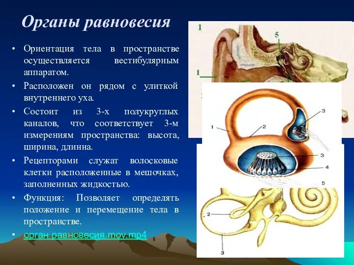 Органы равновесия Ориентация тела в пространстве осуществляется вестибулярным аппаратом. Расположен он рядом с