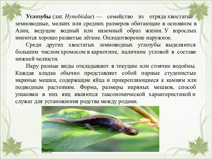 Углозубы (лат. Hynobiidae) — семейство из отряда хвостатые земноводные, мелких или средних размеров