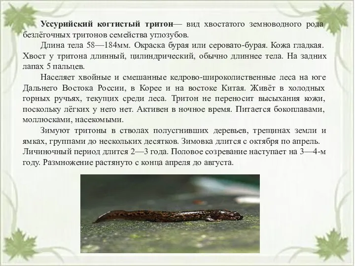 Уссурийский когтистый тритон— вид хвостатого земноводного рода безлёгочных тритонов семейства углозубов. Длина тела