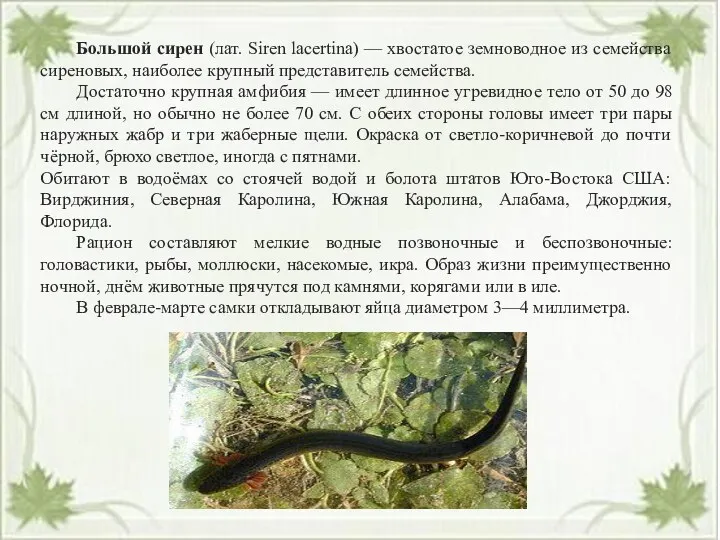 Большой сирен (лат. Siren lacertina) — хвостатое земноводное из семейства