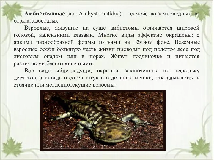 Амбистомовые (лат. Ambystomatidae) — семейство земноводных из отряда хвостатых Взрослые, живущие на суше