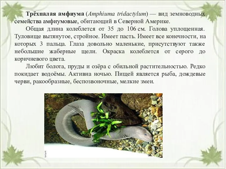 Трёхпалая амфиума (Amphiuma tridactylum) — вид земноводных семейства амфиумовые, обитающий в Северной Америке.
