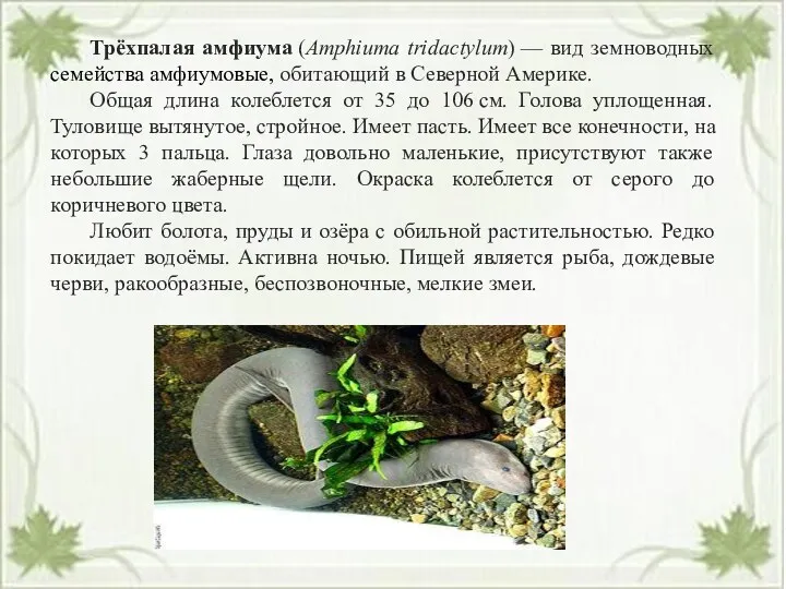 Трёхпалая амфиума (Amphiuma tridactylum) — вид земноводных семейства амфиумовые, обитающий