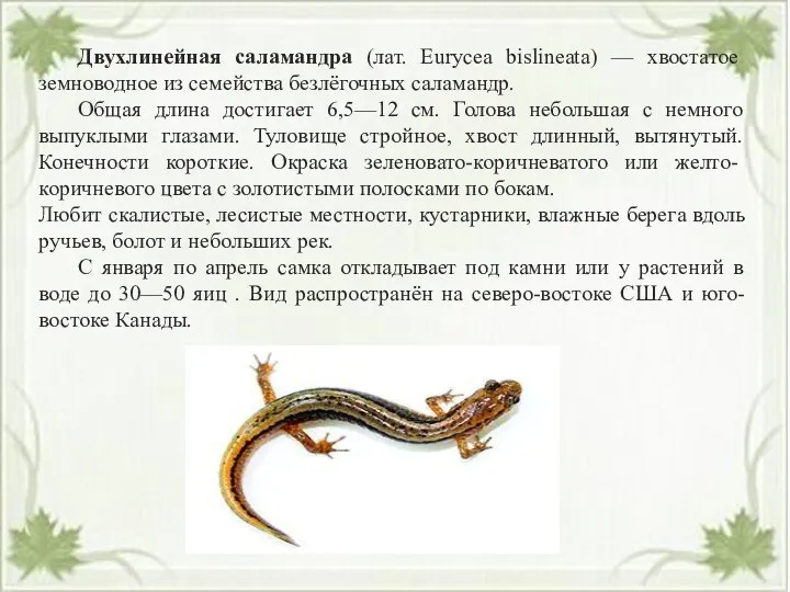 Двухлинейная саламандра (лат. Eurycea bislineata) — хвостатое земноводное из семейства безлёгочных саламандр. Общая