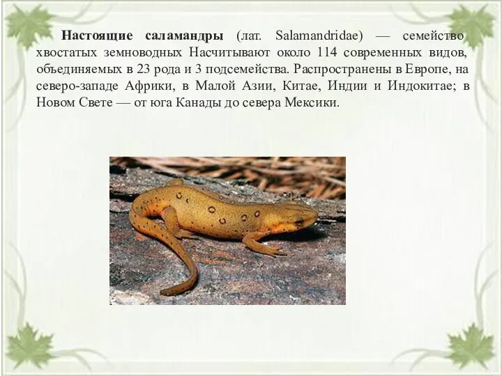 Настоящие саламандры (лат. Salamandridae) — семейство хвостатых земноводных Насчитывают около 114 современных видов,