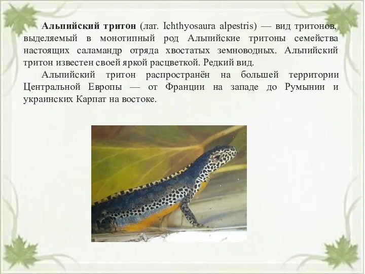Альпийский тритон (лат. Ichthyosaura alpestris) — вид тритонов, выделяемый в монотипный род Альпийские