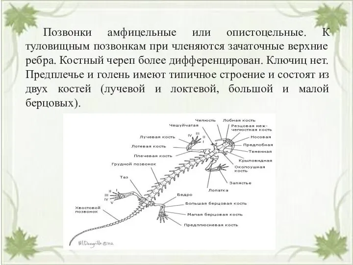 Позвонки амфицельные или опистоцельные. К туловищным позвонкам при членяются зачаточные