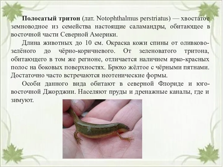 Полосатый тритон (лат. Notophthalmus perstriatus) — хвостатое земноводное из семейства настоящие саламандры, обитающее