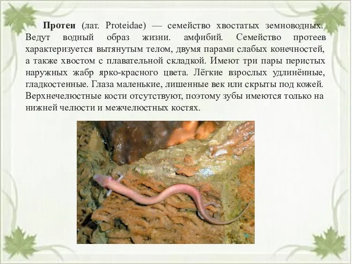 Протеи (лат. Proteidae) — семейство хвостатых земноводных. Ведут водный образ жизни. амфибий. Семейство