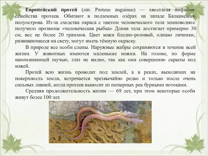 Европейский протей (лат. Proteus anguinus) — хвостатая амфибия семейства протеев. Обитают в подземных