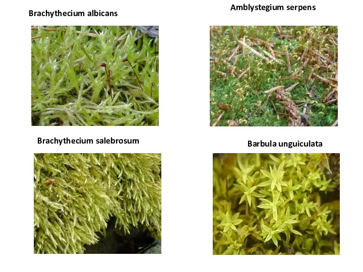 Amblystegium serpens Barbula unguiculata Brachythecium albicans Brachythecium salebrosum