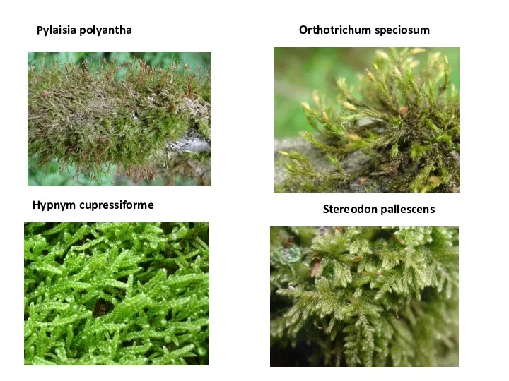 Pylaisia polyantha Stereodon pallescens Hypnym cupressiforme Orthotrichum speciosum