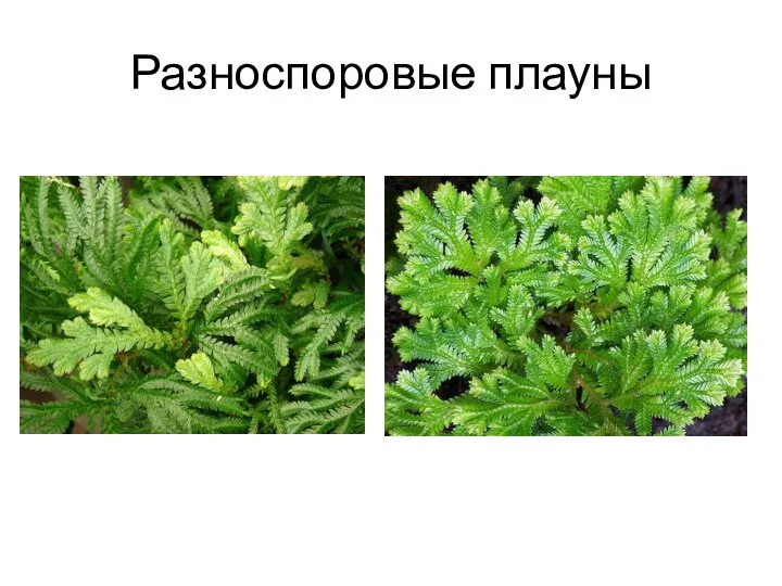 Разноспоровые плауны