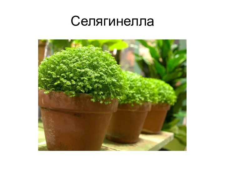 Селягинелла