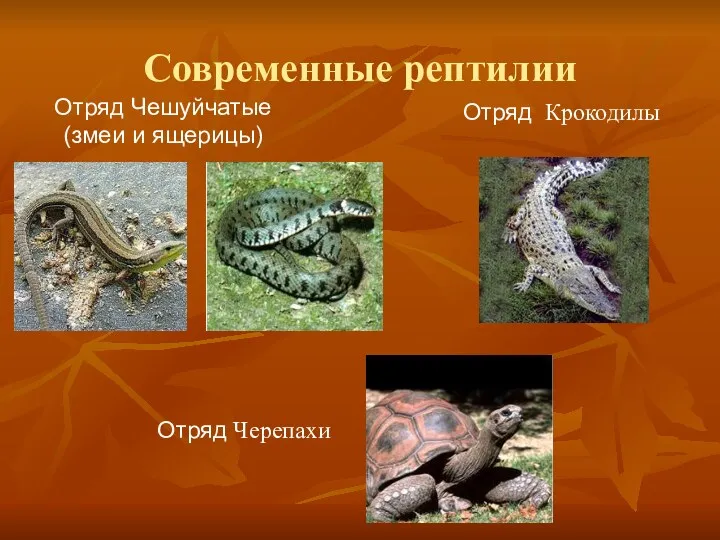 Современные рептилии Отряд Чешуйчатые (змеи и ящерицы) Отряд Крокодилы Отряд Черепахи
