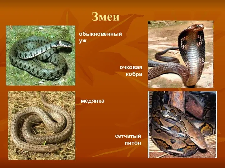 Змеи обыкновенный уж очковая кобра медянка сетчатый питон