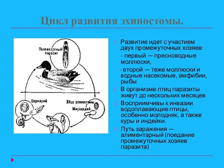 Цикл развития эхиностомы. Развитие идет с участием двух промежуточных хозяев: - первый —