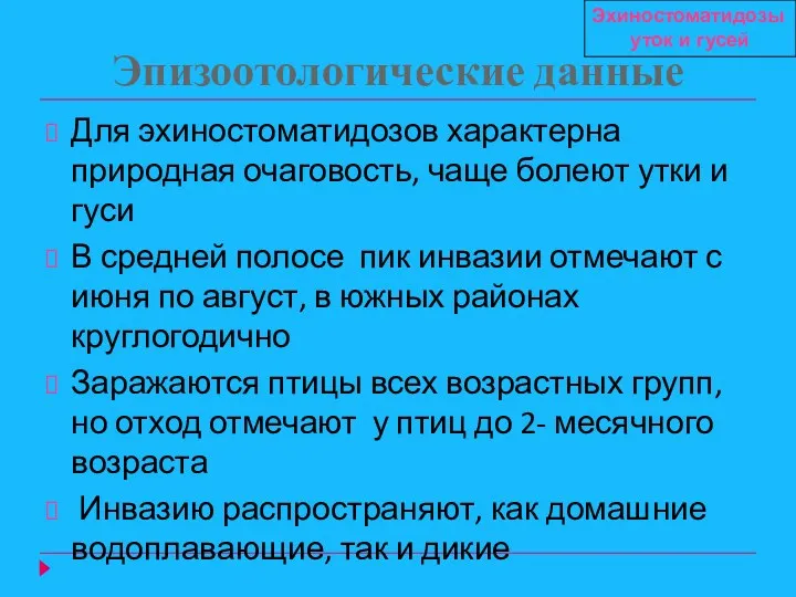 Эпизоотологические данные Для эхиностоматидозов характерна природная очаговость, чаще болеют утки и гуси В