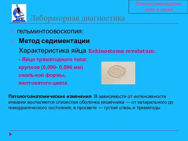 Лабораторная диагностика гельминтоовоскопия: Метод седиментации Характеристика яйца Echinostoma revolutum: - Яйцо трематодного типа: