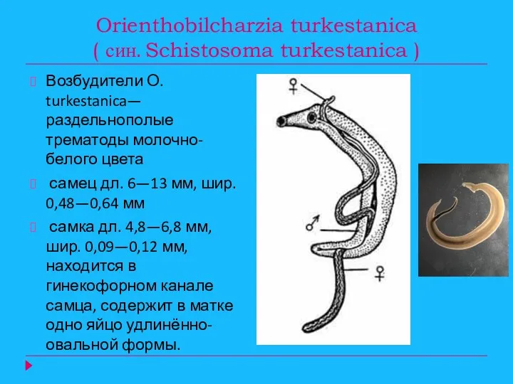 Orienthobilcharzia turkestanica ( син. Schistosoma turkestanica ) Возбудители О. turkestanica— раздельнополые трематоды молочно-белого