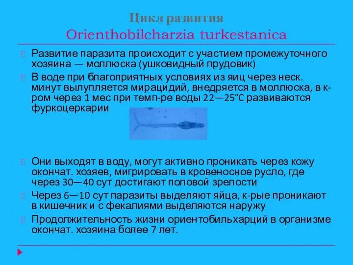 Цикл развития Orienthobilcharzia turkestanica Развитие паразита происходит с участием промежуточного хозяина — моллюска