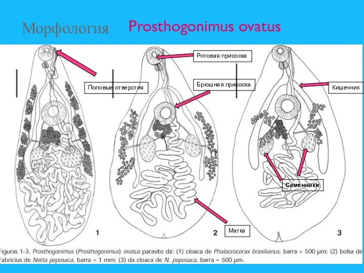 Морфология Prosthogonimus ovatus Ротовая присоска Брюшная присоска Половые отверстия Матка Семенники Кишечник