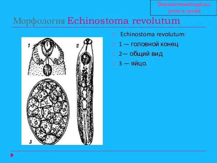 Морфология Echinostoma revolutum Echinostoma revolutum: 1 — головной конец 2— общий вид 3