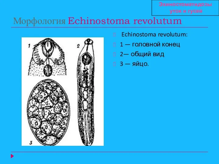 Морфология Echinostoma revolutum Echinostoma revolutum: 1 — головной конец 2—