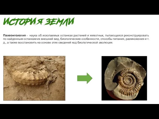 Палеонтология - наука об ископаемых останках растений и животных, пытающаяся