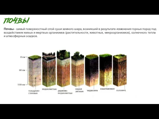 Почвы - самый поверхностный слой суши земного шара, возникший в