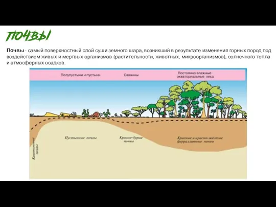 Почвы - самый поверхностный слой суши земного шара, возникший в