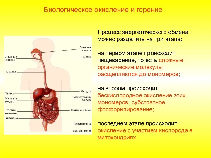 Процесс энергетического обмена можно разделить на три этапа: на первом